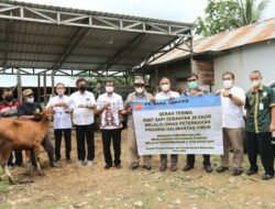 DPKH Kaltim Fasilitasi Program Korporasi Desa 1.000 Sapi untuk PPU