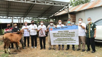 DPKH Kaltim Fasilitasi Program Korporasi Desa 1.000 Sapi untuk PPU