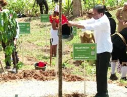 Tandai Pembangunan IKN, Jokowi dan 34 Gubernur Tanam Pohon