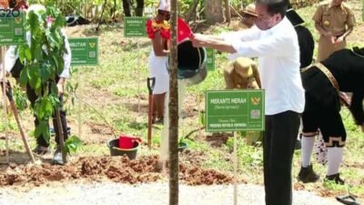 Kegiatan tanam pohon Presiden Joko Widodo beserta 34 gubernur yang berasal dari 34 provinsi di IKN. (Istimewa)