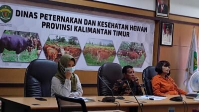 Jangan Panik! DPKH Pastikan Hewan Ternak Kaltim Bebas PMK