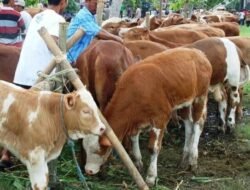 Temukan Indikasi Penyakit Mulut dan Kuku, Pemprov Kaltim Waspada