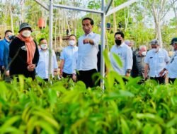 Bangun IKN, Pemerintah Siapkan Persemaian Mentawir