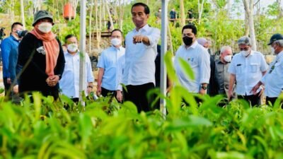 Presiden Joko Widodo saat mengunjungi Persemaian Mentawir di PPU. (Dok BPMI Setpres)