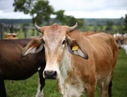 Dampak Penyakit Mulut dan Kuku, Harga Sapi Kaltim Naik Rp20 Juta