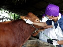 Mendekati Hari Raya Iduladha, DPKH Kaltim: Hewan Ternak Masih Aman PMK