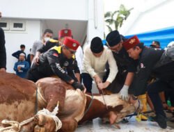 Tiga Tahun Berturut-turut, Wagub Sembelih Sapi Kurban Presiden