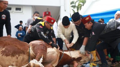 Tiga Tahun Berturut-turut, Wagub Sembelih Sapi Kurban Presiden
