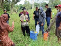 17.800 Benih Sawit Ilegal Dimusnahkan Dinas Perkebunan
