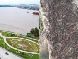 Waspada Serangan Ulat Bulu di Taman Bebaya Samarinda