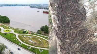 Waspada Serangan Ulat Bulu di Taman Bebaya Samarinda